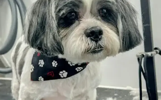 Zoomin Groomin in Dallas, TX