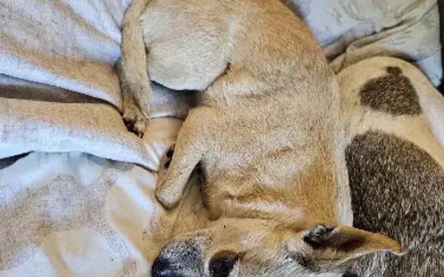 Santa Fe Animal Hospital in Corpus Christi, TX