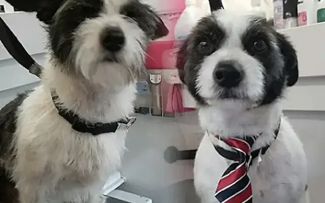 Studio Fifty Fur Mobile Pet Grooming in Burr Ridge, IL