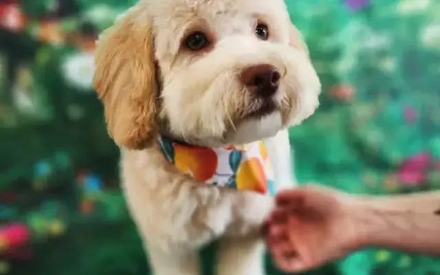 Golden Poodle Grooming in Edmond, OK