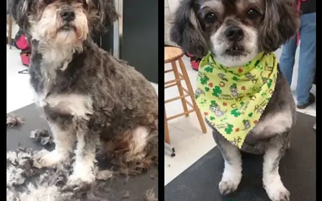 Galaxy Grooming Inc in Arlington, TX
