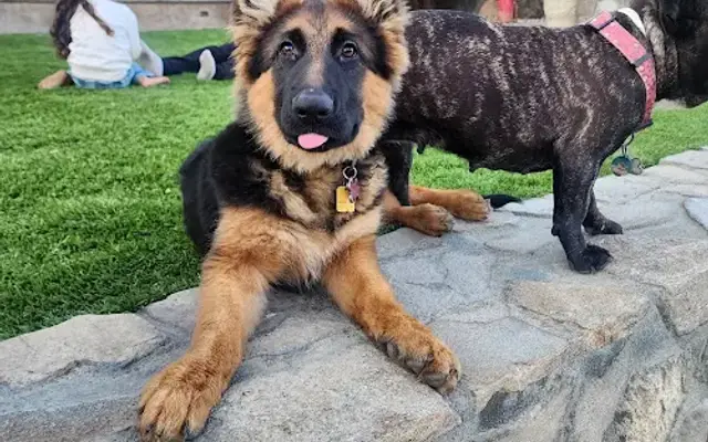Oak Glen Kennels German Shepherds And All Breed Grooming in Yucaipa, CA