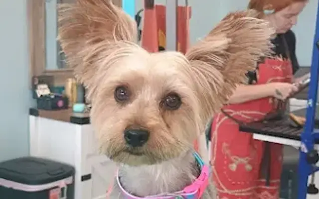 Up to Snuff Pet Grooming in Memphis, TN