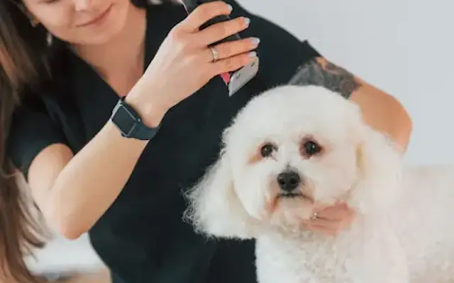 Angel Paws Mobile Grooming in St Cloud, FL