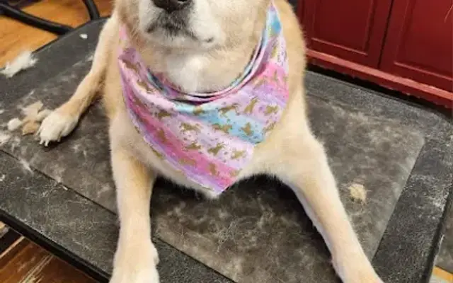 Foxy Hound Grooming Salon in Ephrata, PA