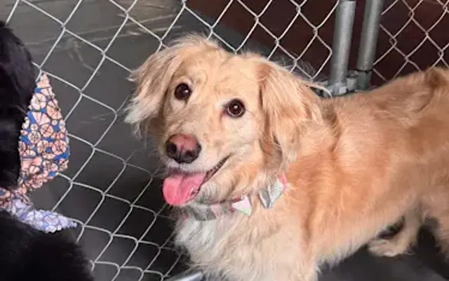 Precious Paws Dog & Cat Grooming & Boarding LLC in Altavista, VA