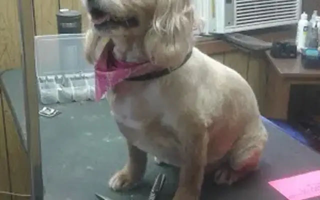 Pete's Pets in Malvern, AR