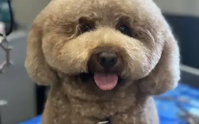 Nicole’s Wicked Mutts Dog Grooming in Dedham, MA