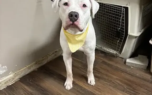 Katie’s Canine Care in Battle Creek, MI