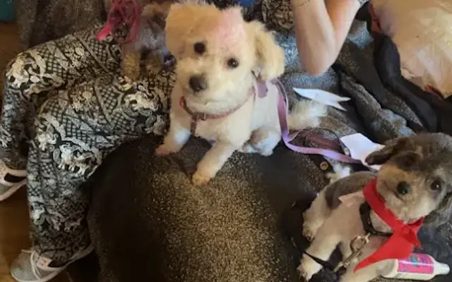Colter K-9 Grooming in Dickinson, TX