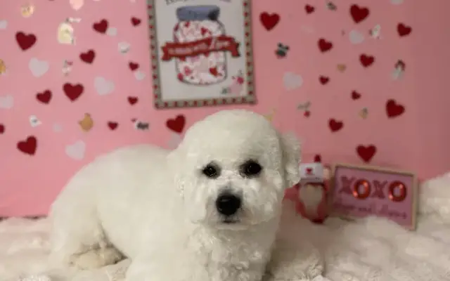 Floof Your Pooch in North Bethesda, MD