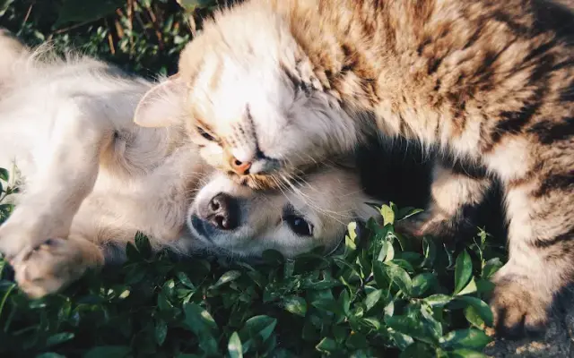 Sarasota Veterinary Center in Sarasota, FL