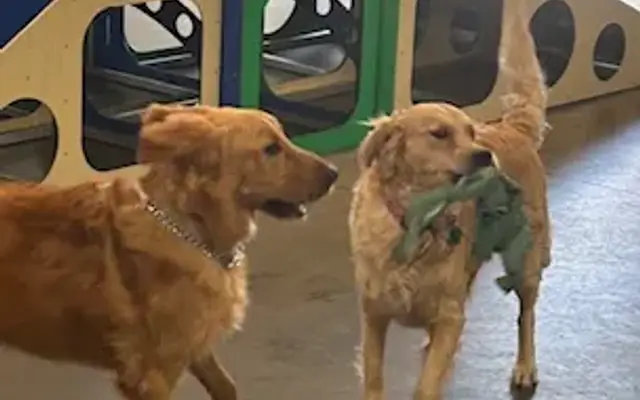 Chagrin Valley Lucky Dog Club in Chagrin Falls, OH