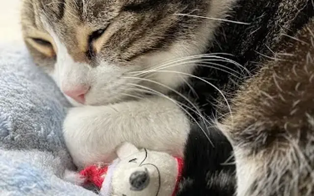West Seattle Animal Hospital in Seattle, WA