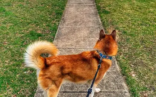 Truly Pawesome - A Dog Walking and Pet Sitting Company in Gaithersburg, MD