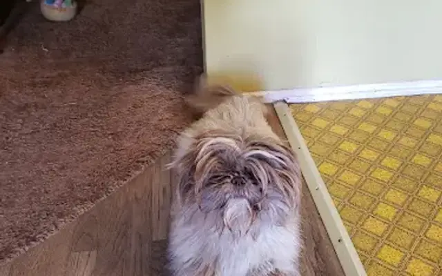 Erika Grooming in Carson, CA