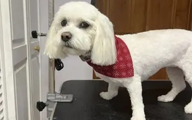 The Grooming Lab in Delavan, WI