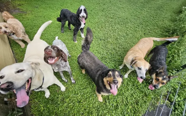 Oasis Pet Resort Dog Daycare & Boarding in Cocoa, FL