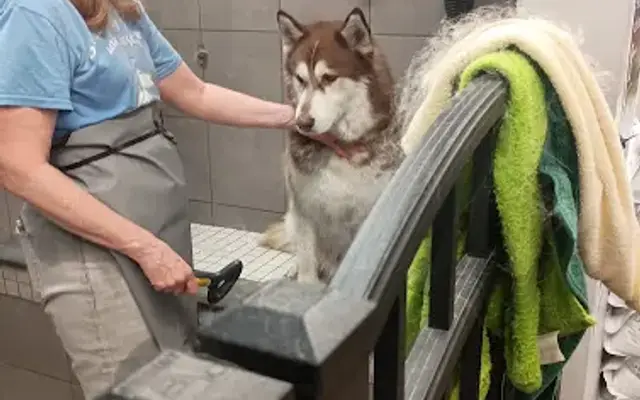 Pet Supplies Plus North Scottsdale Grooming in Scottsdale, AZ