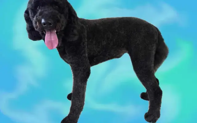 Pampered puppies and pets (Mobile Groomer) in Warsaw, OH