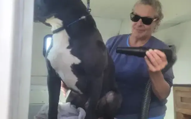 all breed mobile pet grooming by ladon in Moorpark, CA