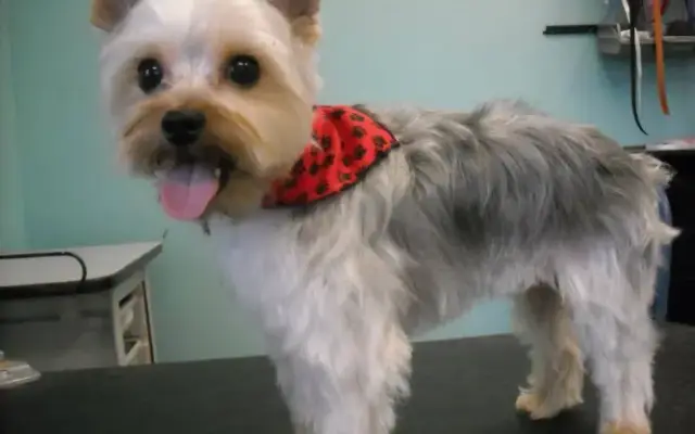 Chico's Grooming Spa in Frederick, CO