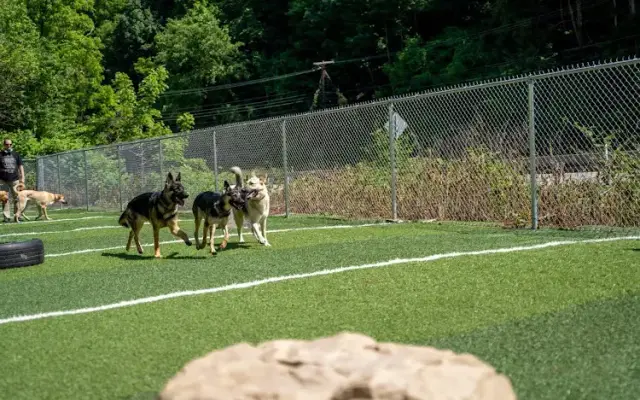 Lucky Dawgs in Elizabeth, PA