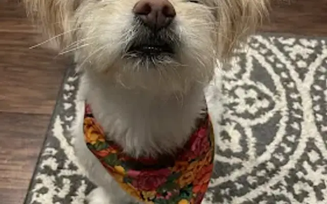 Dazzling Dogs Mobile Salon in Oviedo, FL