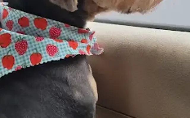 Ruff Cuts Grooming Salon in Sikeston, MO