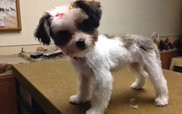 TransFURmations Grooming Salon in Nicollet, MN