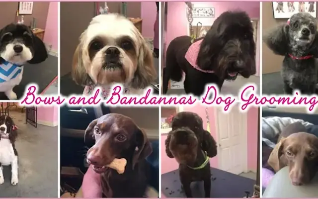 Bows & Bandannas Dog Grooming and The Barktique in Irmo, SC