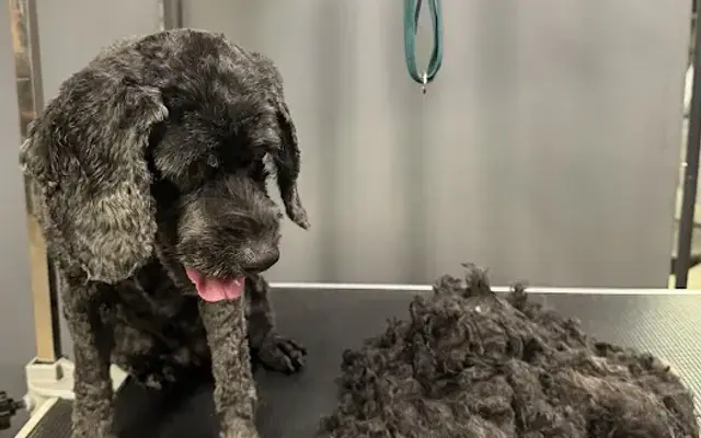 Cristina's Dog Club in Brooklyn, NY