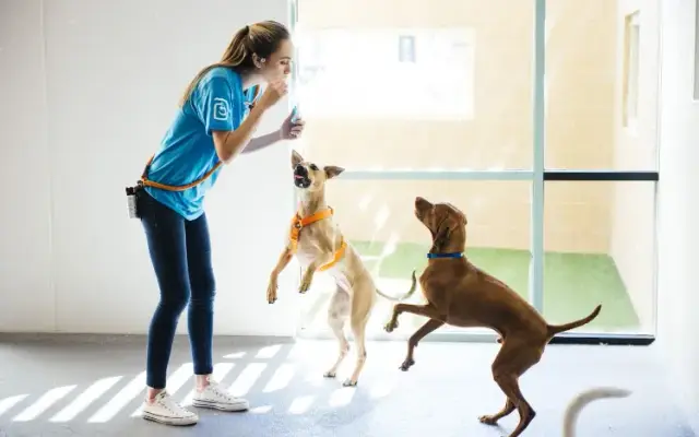 Dogtopia of San Marcos in San Marcos, CA