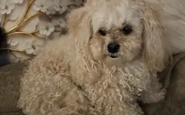Bk pet spa in Brooklyn, NY
