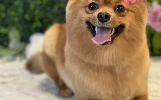 Velvet and Ivory Pet Spa in Georgetown, KY