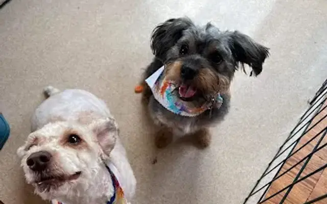 ADK Grooming in Fort Ann, NY