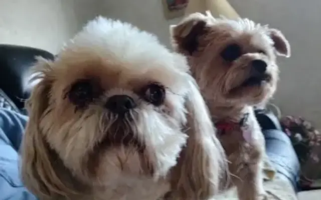 D & D Pet Grooming in Canton, NC