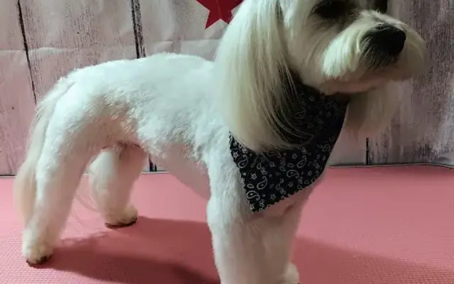 Sassy Chassy Profesional Pet Grooming in Tallassee, AL