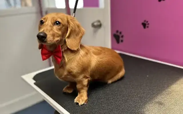 Cora’s playground dog daycare and spa LLC in Los Angeles, CA