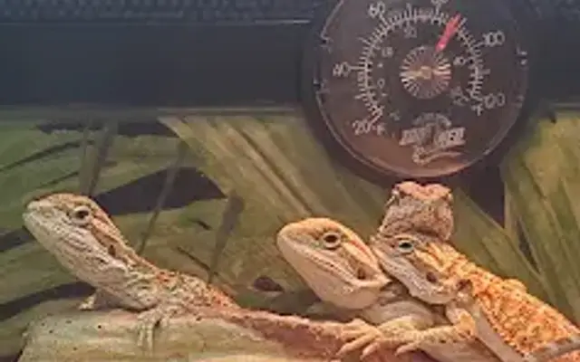 PetSmart Grooming in San Antonio, TX