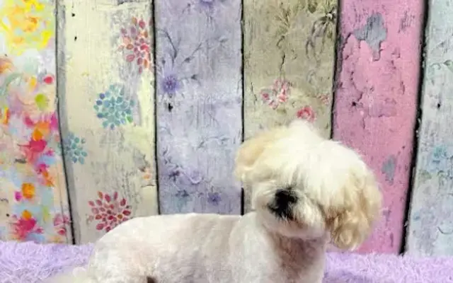 Pampered Paws Pet Spa in St Robert, MO