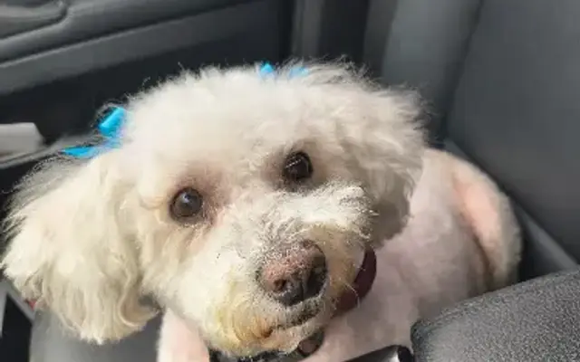 Norma Petcare in Houston, TX