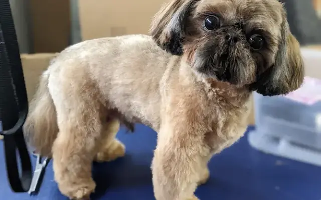 Foxy's Dog Care in Newcastle, WA