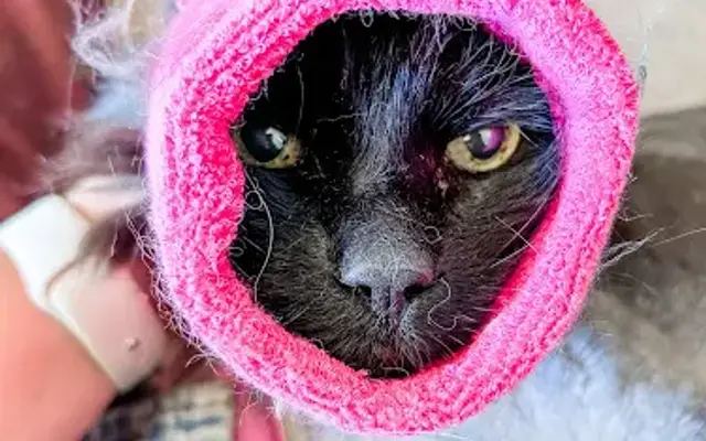 The Meow Mobile in Paradise Valley, AZ