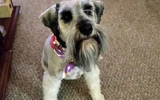 Wash N Wag Mbl Dog Grooming in Union, MI