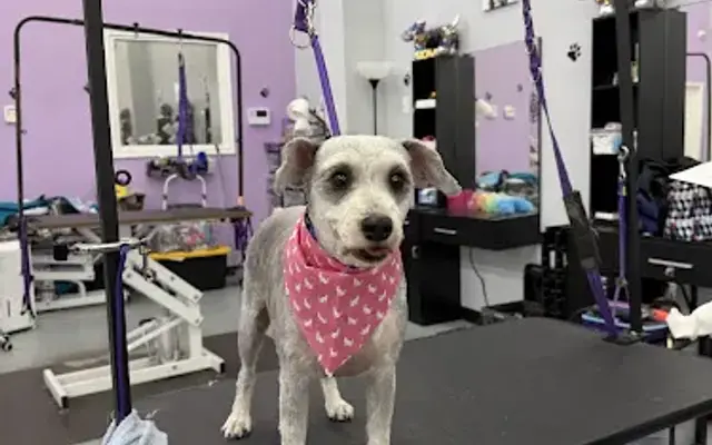 Zoe's Pawfection in Katy, TX