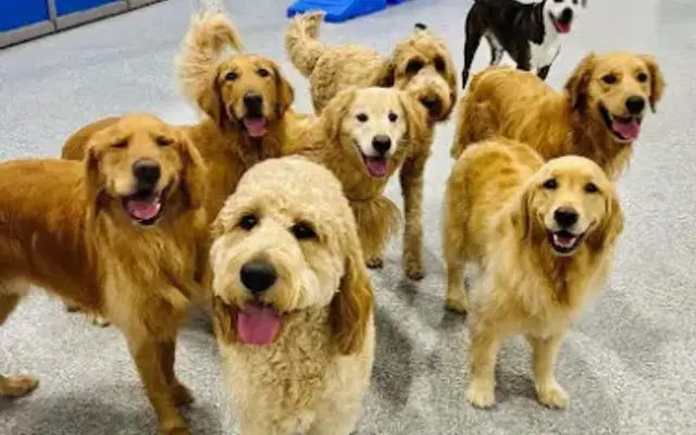 Eddie and Barkus Holland in Holland, MI