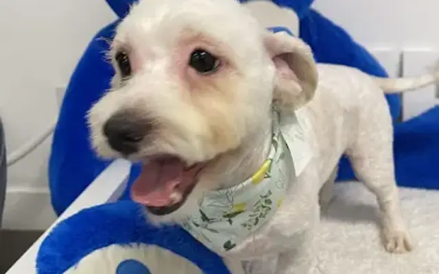 Groomingdale in Northridge, CA
