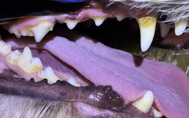 Mighty Molar Pet Dental in Weston, FL
