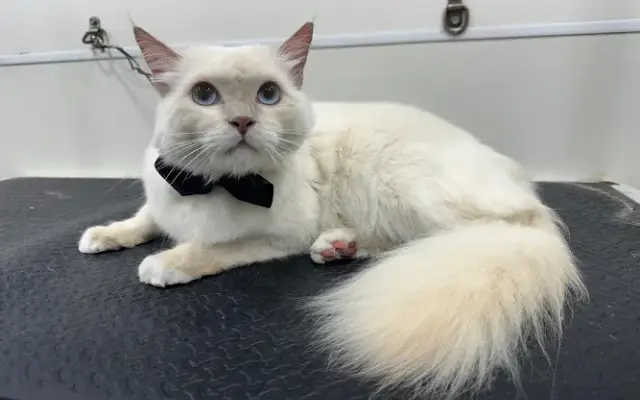 Doggi's Mobile Pet Grooming in Plantation, FL
